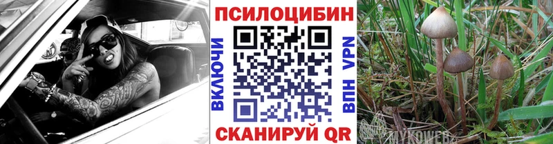 где можно купить наркотик  Благовещенск  Псилоцибиновые грибы Psilocybine cubensis 